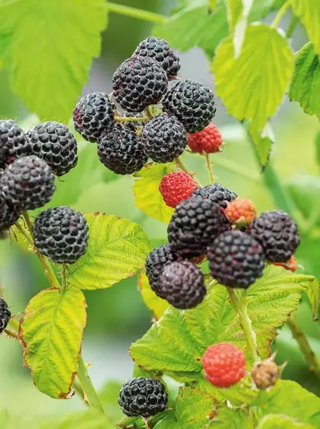 Himbeere (Rubus)