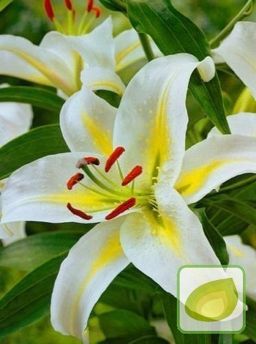 Lilie (Lilium) Cassandra