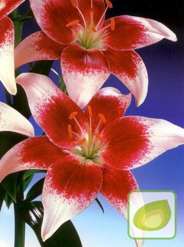 Lilie (Lilium) Strawberry and Cream
