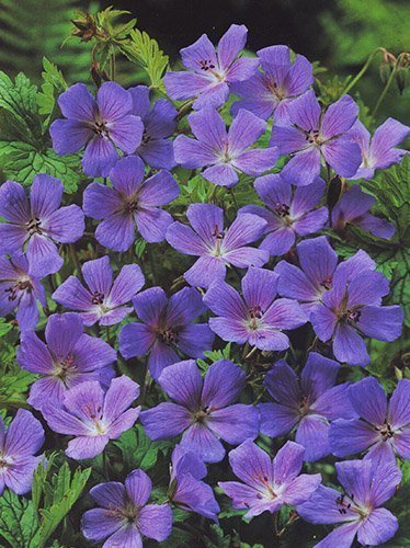 Storchschnabel (Geranium himalayense) 'Gravetye'