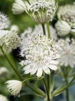Sterndolde (Astrantia major alba) 1 St.