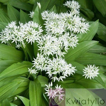 Bärlauch (Allium ursinum)