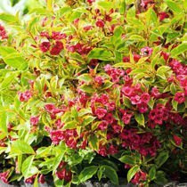 Weigelie (Weigela) 'Bristol Ruby' - Zierstrauch
