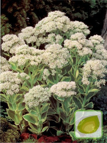 Fetthennen (Sedum) Frosty Morn