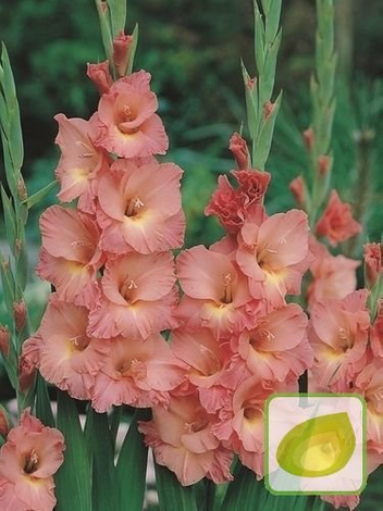 GIGAPAKA Mieczyk (Gladiolus) Praha