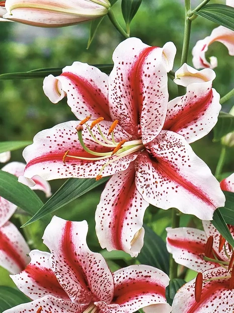 Orientalische Lilie ( Lilium ) Weiß Rosa 2 Stk.