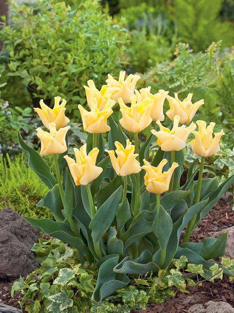 Tulpe (Tulipa) 'Yellow Crown'