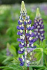 Lupine (Lupinus) Mix