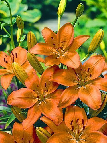 Lilie (Lilium) 'Apeldoorn'