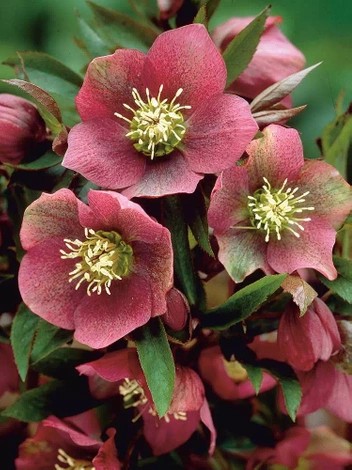 Lenzrose (Helleborus) Orientalis