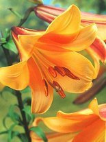 Lilie (Lilium) 'African Queen'