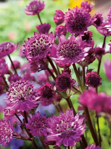 Große Sterndolde (Astrantia major) 'Venice' 1 St.