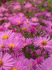Aster 'Herbstgruss Von Bresserhof' 1 St.