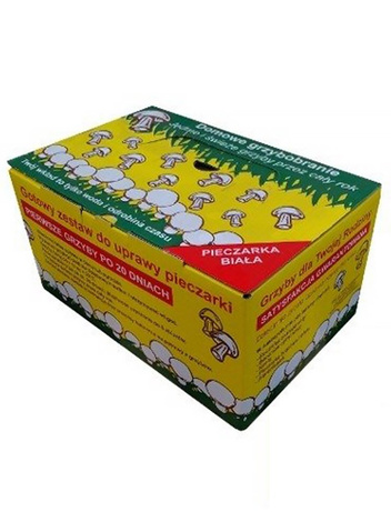 Champignon weiß (Aaricus) für den eigenen Pilzanbau im Haus