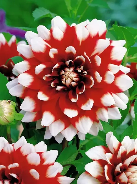 Dahlia (Dahlia) 'Duet'