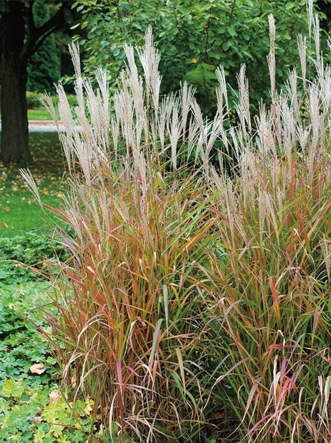 Ziergras (Miscanthus chinensis) 'Purpurascens'