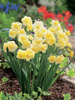 Narzisse (Narcissus) 'Yellow Cheerfulness'