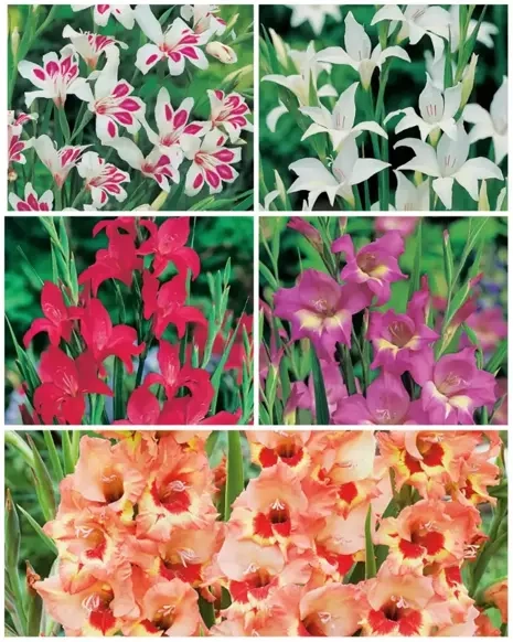 Satz botanische Schwertträger