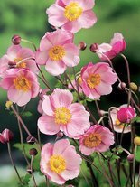 Windrösche (Anemone hybrida) 'Richard Ahrens' 1 St.