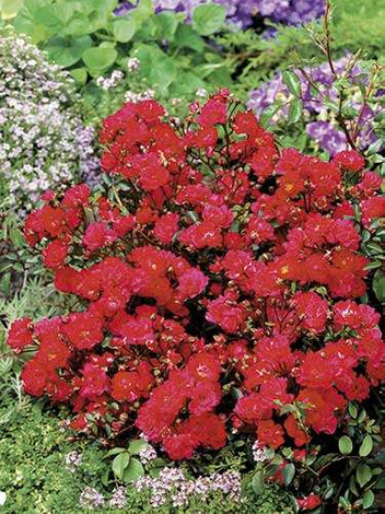Bodendeckerrose Rose (Rosa) 'Red Fairy' 