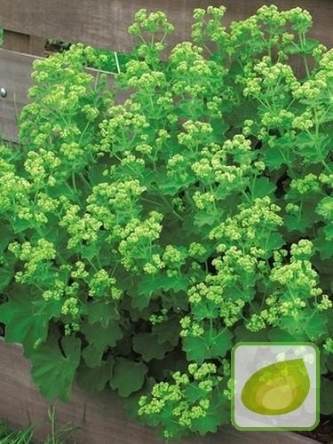 Frauenmantel (Alchemilla) Robustica