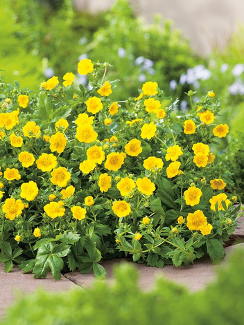 Fingerstrauch (Potentilla) 'Goldfinger' - Zierstrauch