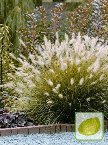 Lampenputzergras Hameln (Pennisetum Hameln)