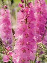 Präriemalve (Sidalcea) 'Party Girl'