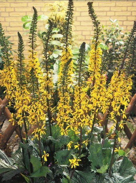 Kerzen-Goldkolbe (Ligularia) 'The Rocket'