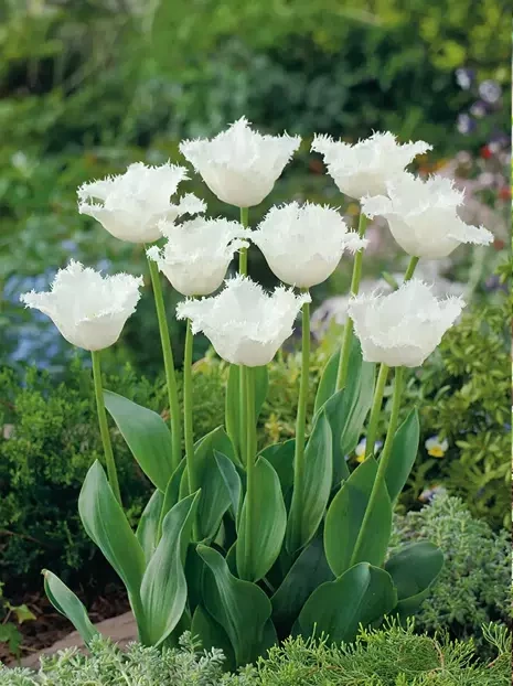 Tulpe (Tulipa) 'Daytona'
