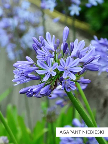 Blau Collection Satz mit 10 Stück