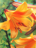 Lilie (Lilium) 'African Queen'