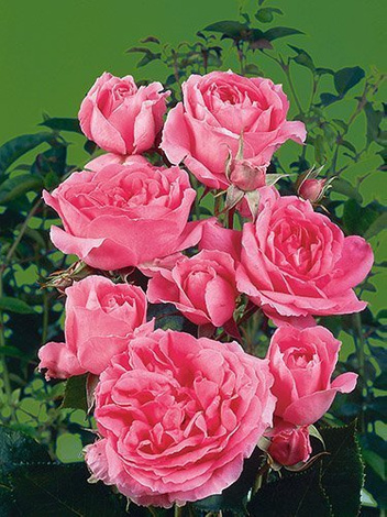 Kletterrose (Rosa) 'Pink Cloud'