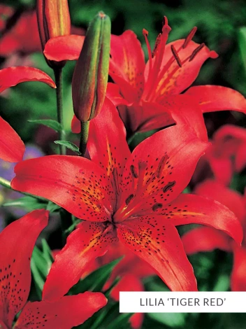SATZ Tigerlilien