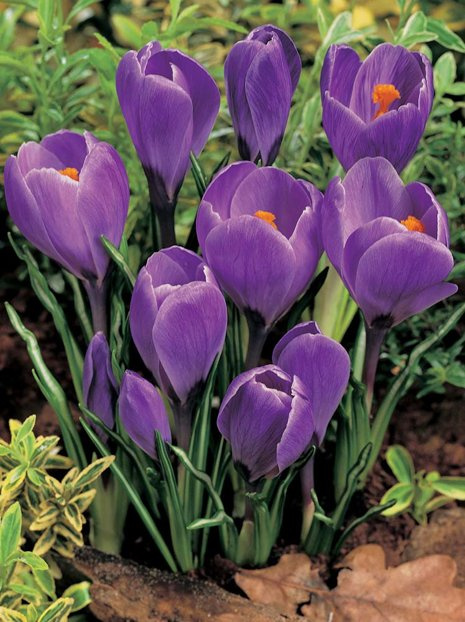 Krokusse (Crocus) 'Purpureus Grandiflorus'