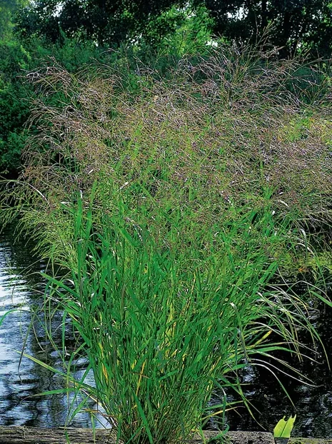 Ziergras Rispenhirse (Panicum virgatum) 'Squaw'