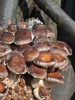 Shii-Take (Lentinula edodes) Impfdübel