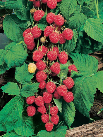 Himbeere (Rubus)