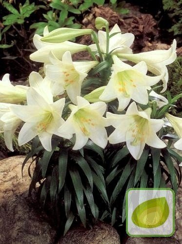 Lilie (Lilium) White American