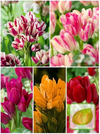 Satz Strauß-Tulpen Club