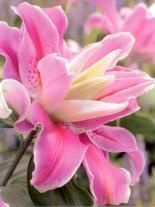 Lilie (Lilium) 'Owen'