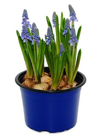 Traubenhyazinte (Muscari) 'Artist'