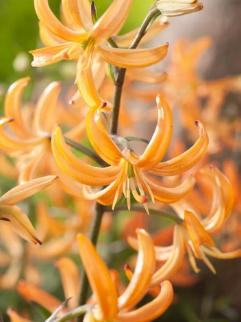 Lilie (Lilium) 'Orange Marmalade'