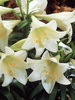 Lilie (Lilium) 'White American'