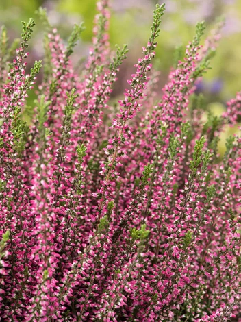 Heidekräuter (Calluna) 'Garden Girls' rosa | ⌀ 13cm
