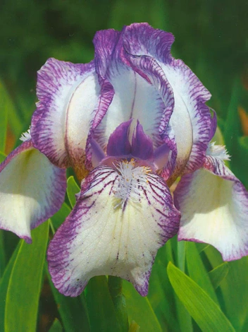Schwertlilie (Iris pumila) 'Dale Dennis'