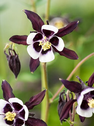 Akelei (Aquilegia) 'William Guinness' 1 St.