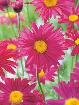 Tanacetum coccineum 'Robinson's Red'