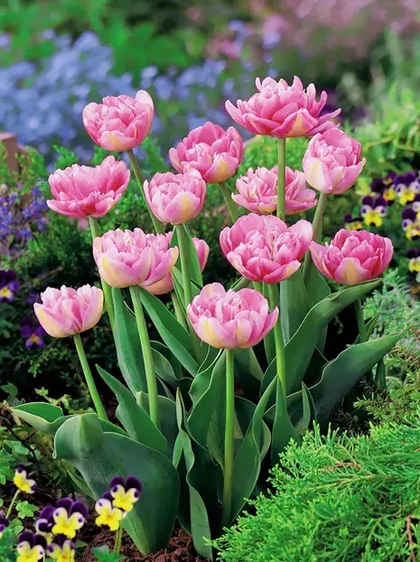 Tulipen (Tulipa) 'Bonsoir'