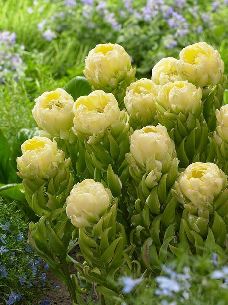 Tulpe (Tulipa) 'Brooklyn'